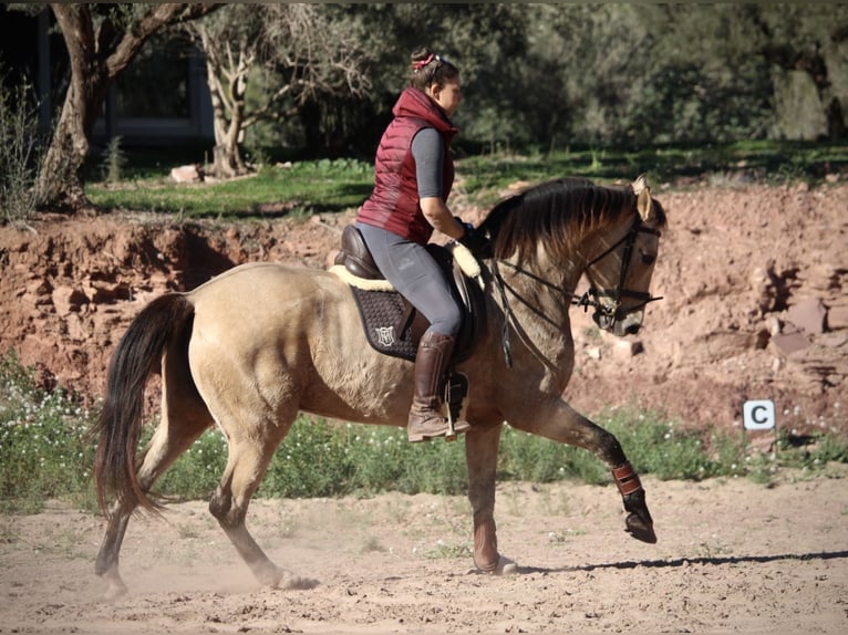 PRE Mix Mare 10 years 15,2 hh Buckskin in Valencia