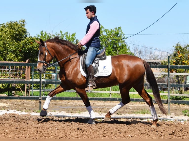PRE Mare 10 years 15.2 hh Chestnut-Red in Provinz Malaga