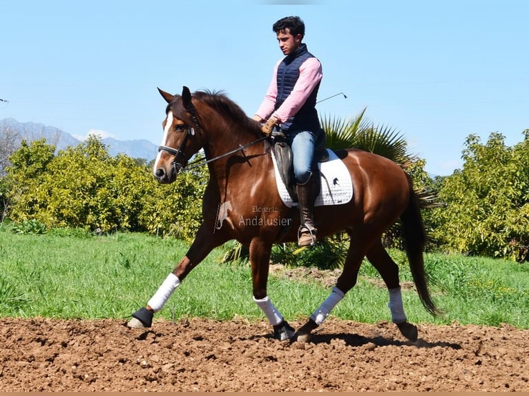 PRE Mare 10 years 15.2 hh Chestnut-Red in Provinz Malaga