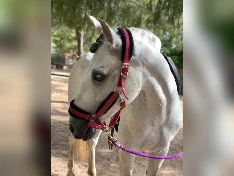 PRE Mare 10 years 15,2 hh Gray in Naquera