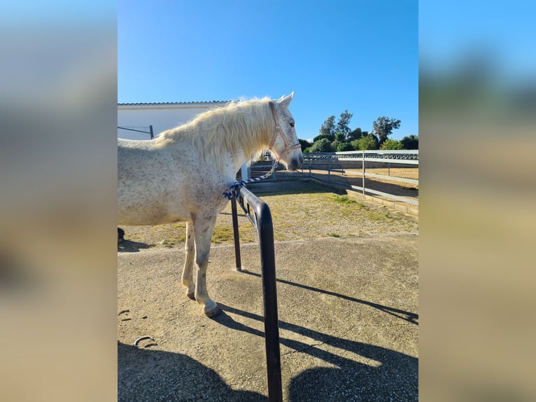 PRE Mare 10 years 15,2 hh Gray-Fleabitten in Arcos de la Frontera