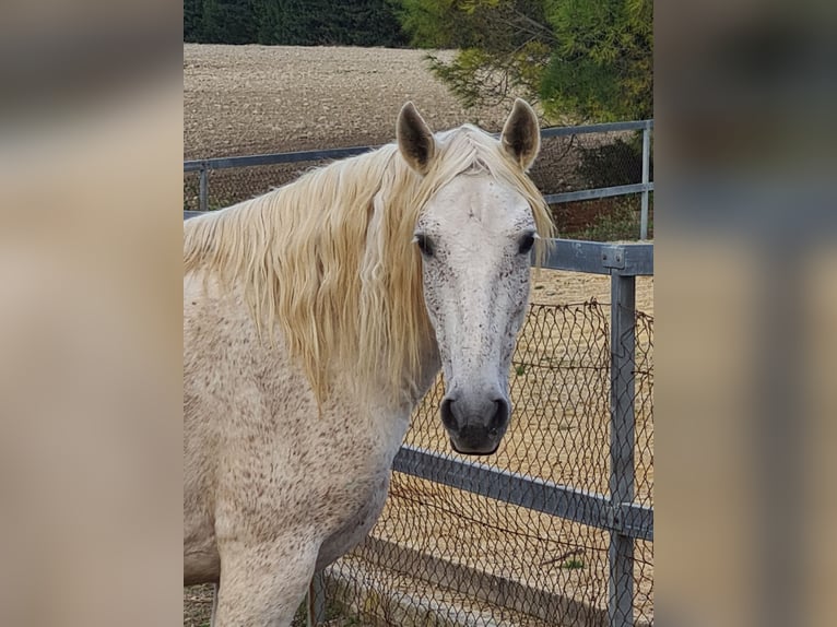 PRE Mare 10 years 15,2 hh Gray-Fleabitten in Arcos de la Frontera