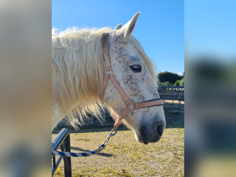 PRE Mare 10 years 15,2 hh Gray-Fleabitten in Arcos de la Frontera