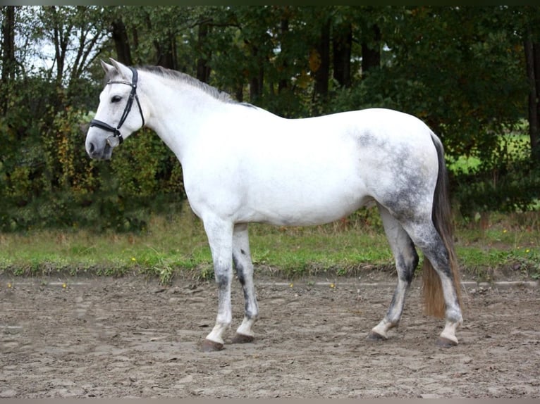 PRE Mare 10 years 15,2 hh Gray in Borstel-Hohenraden