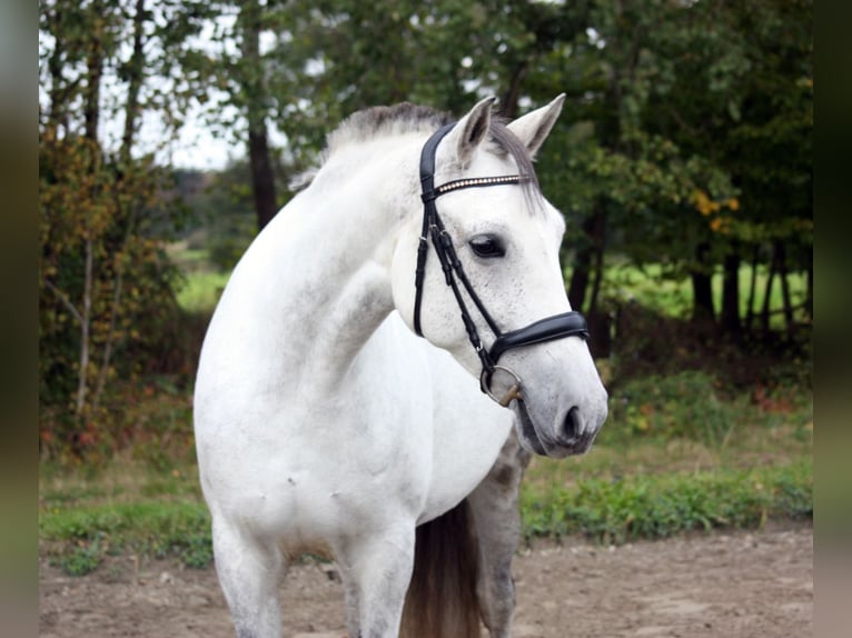 PRE Mare 10 years 15,2 hh Gray in Borstel-Hohenraden