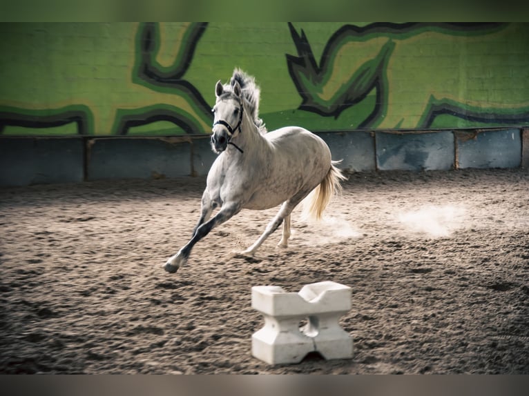 PRE Mare 10 years 15,2 hh Grey in Guimar&#xE3;es