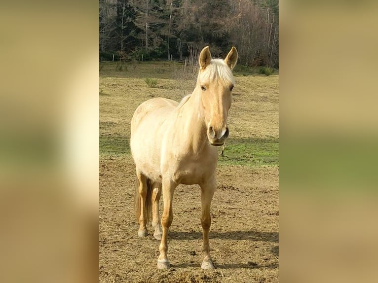 PRE Mare 10 years 15.2 hh Palomino in Le Chambon-sur-Lignon