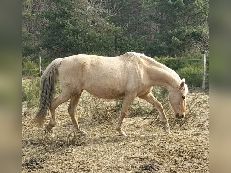 PRE Mare 10 years 15.2 hh Palomino in Le Chambon-sur-Lignon