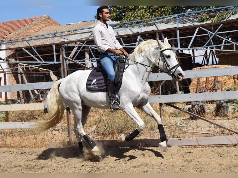 PRE Mare 10 years 15.3 hh Grey in Provinz Granada