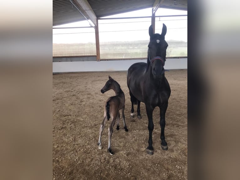 PRE Mix Mare 10 years 15 hh Bay-Dark in Hamburg