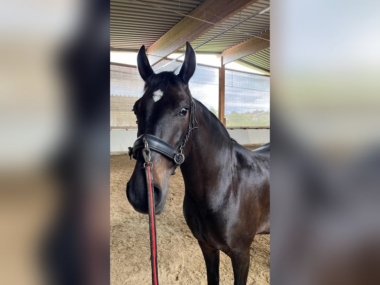 PRE Mix Mare 10 years 15 hh Bay-Dark in Hamburg