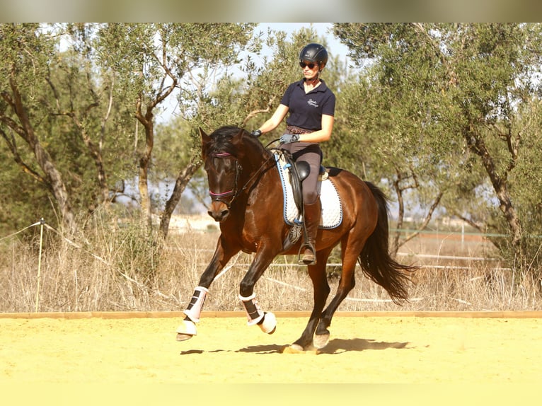 PRE Mare 10 years 15,1 hh Bay-Dark in Carmona