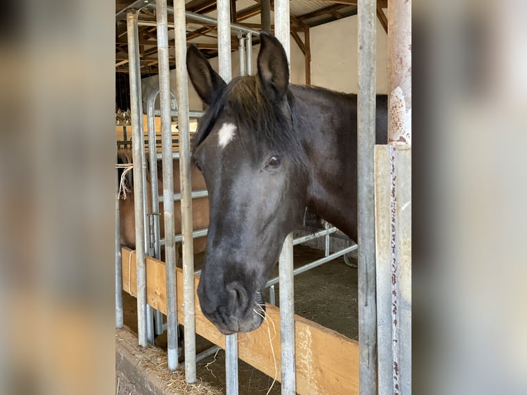 PRE Mix Mare 10 years 15,1 hh Black in Niederirsen