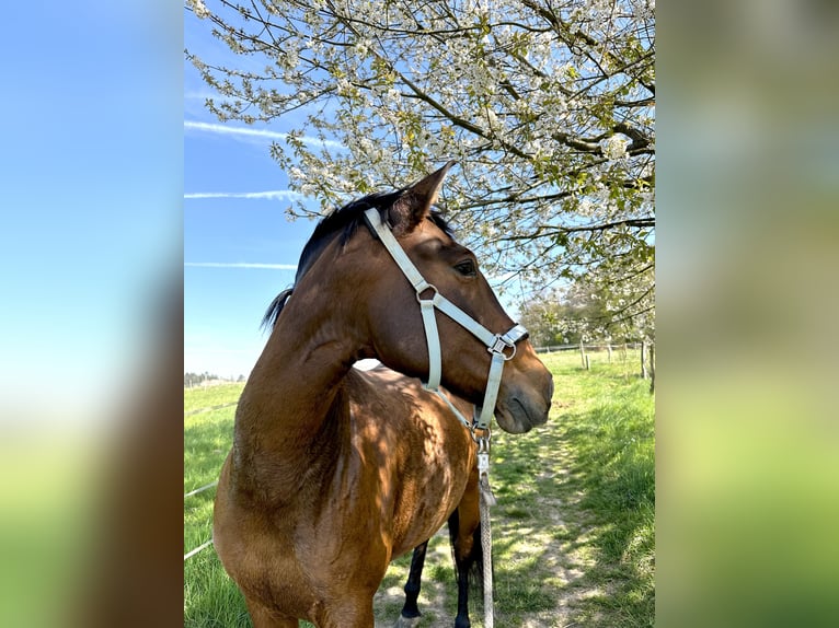 PRE Mix Mare 10 years 15,1 hh Brown in Hennef