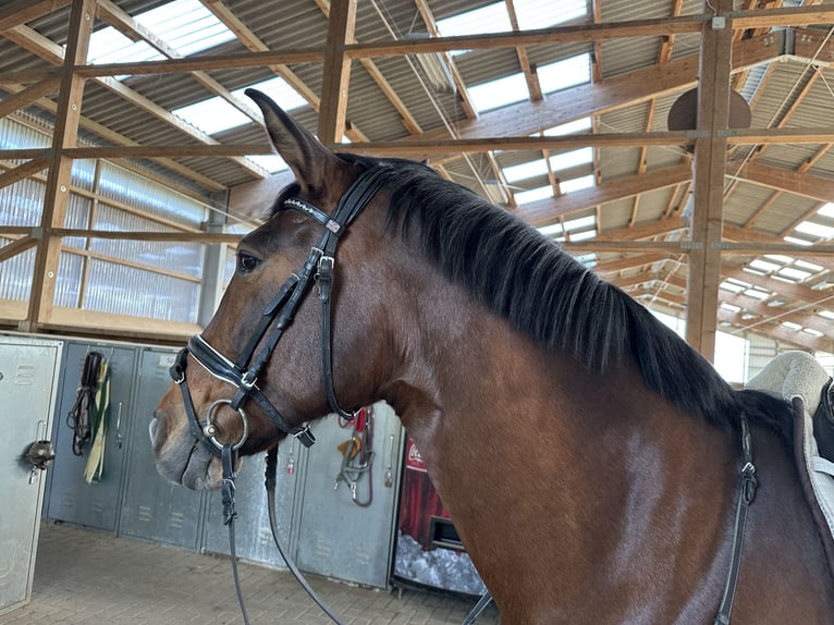 PRE Mix Mare 10 years 15,1 hh Brown in Hennef