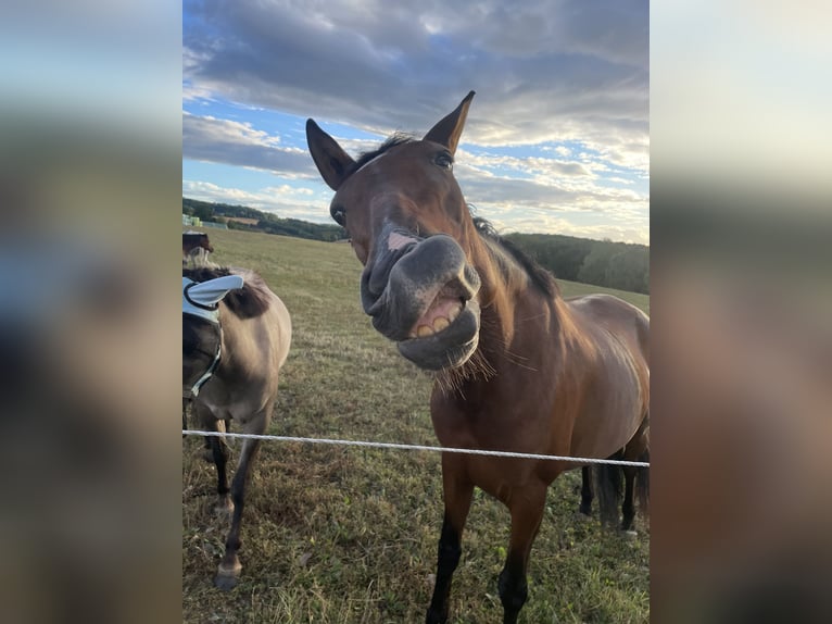 PRE Mix Mare 10 years 15,1 hh Brown in Hennef
