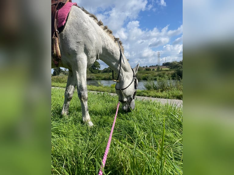 PRE Mix Mare 10 years 15,1 hh Grey in Essen