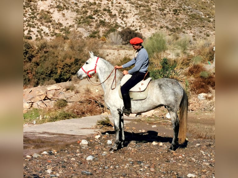 PRE Mix Mare 10 years 15,1 hh Grey in Adra Almeria