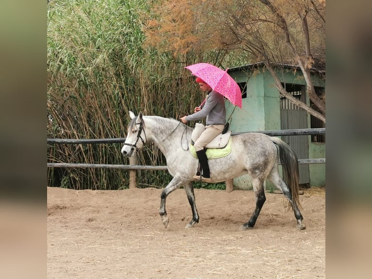 PRE Mix Mare 10 years 15,1 hh Grey in Adra Almeria