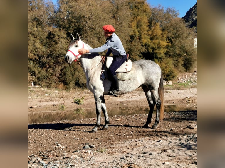 PRE Mix Mare 10 years 15,1 hh Grey in Adra Almeria