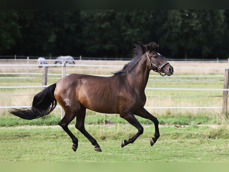 PRE Mix Mare 10 years 15,2 hh Brown in B&#xF6;tersen