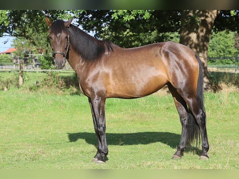 PRE Mix Mare 10 years 15,2 hh Brown in B&#xF6;tersen