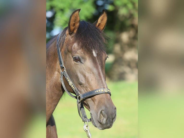 PRE Mix Mare 10 years 15,2 hh Brown in B&#xF6;tersen