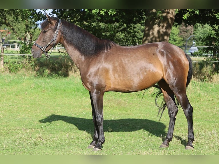 PRE Mix Mare 10 years 15,2 hh Brown in B&#xF6;tersen
