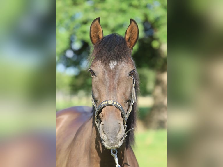 PRE Mix Mare 10 years 15,2 hh Brown in B&#xF6;tersen