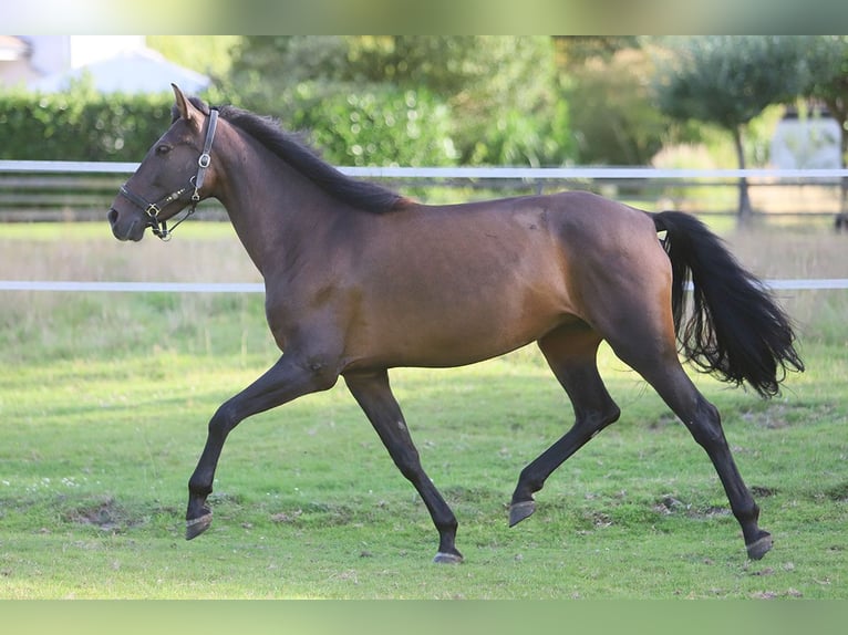 PRE Mix Mare 10 years 15,2 hh Brown in B&#xF6;tersen