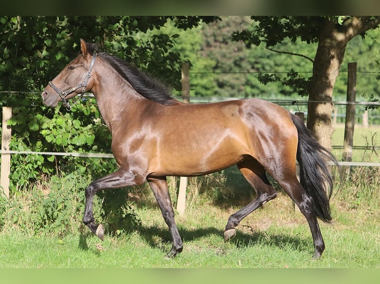 PRE Mix Mare 10 years 15,2 hh Brown in B&#xF6;tersen