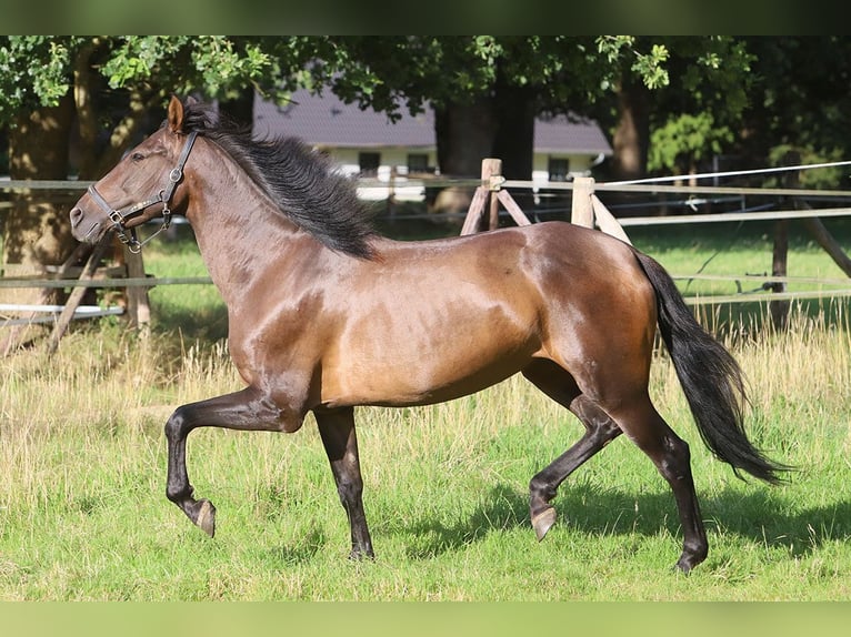 PRE Mix Mare 10 years 15,2 hh Brown in B&#xF6;tersen