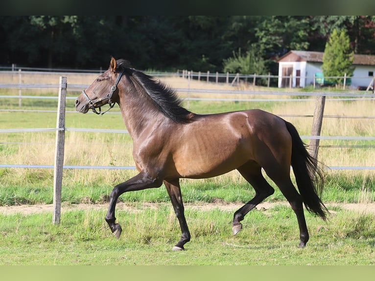 PRE Mix Mare 10 years 15,2 hh Brown in B&#xF6;tersen