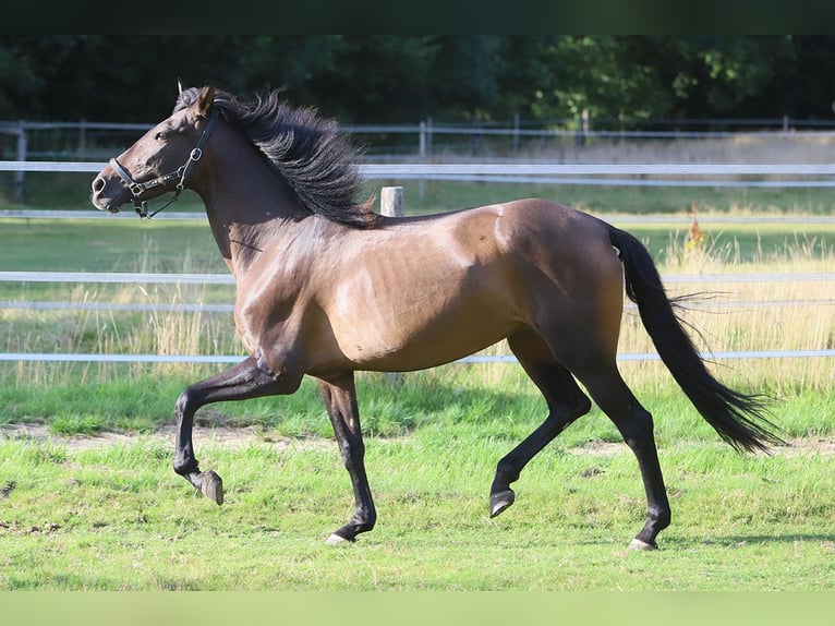 PRE Mix Mare 10 years 15,2 hh Brown in B&#xF6;tersen