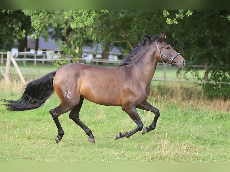 PRE Mix Mare 10 years 15,2 hh Brown in B&#xF6;tersen