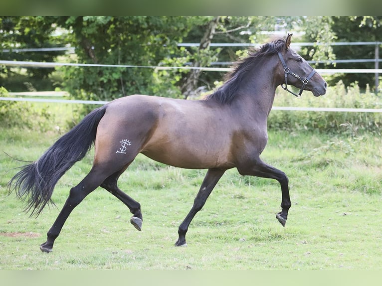 PRE Mix Mare 10 years 15,2 hh Brown in B&#xF6;tersen
