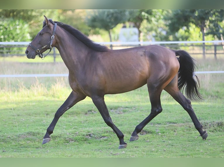 PRE Mix Mare 10 years 15,2 hh Brown in B&#xF6;tersen