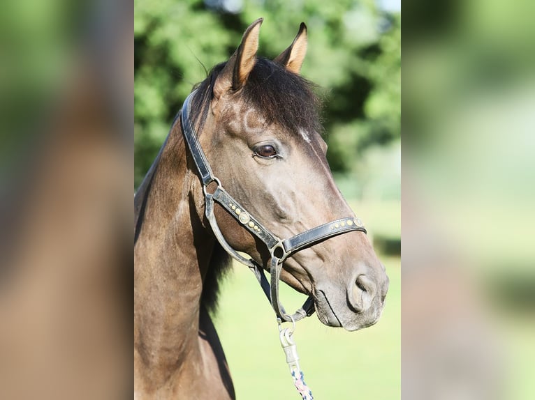 PRE Mix Mare 10 years 15,2 hh Brown in B&#xF6;tersen