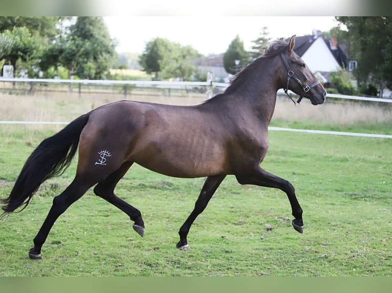 PRE Mix Mare 10 years 15,2 hh Brown in B&#xF6;tersen