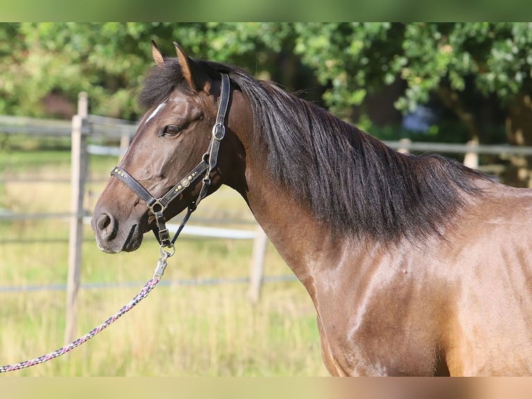PRE Mix Mare 10 years 15,2 hh Brown in B&#xF6;tersen