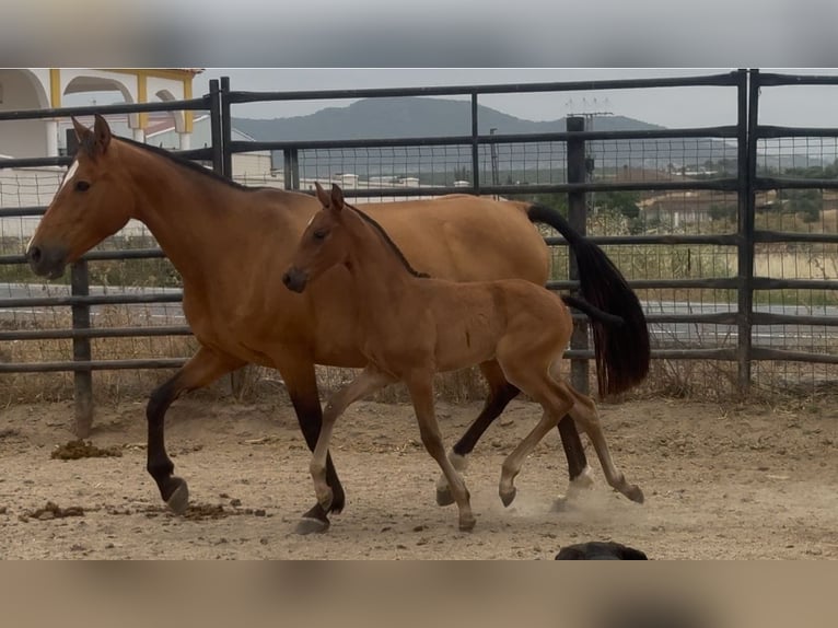 PRE Mix Mare 10 years 15,2 hh Brown-Light in Santa Marta