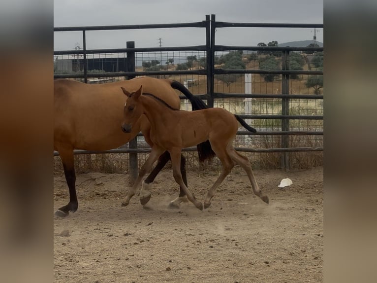 PRE Mix Mare 10 years 15,2 hh Brown-Light in Santa Marta