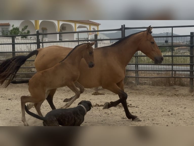 PRE Mix Mare 10 years 15,2 hh Brown-Light in Santa Marta
