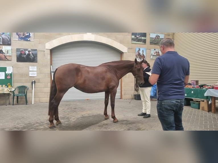 PRE Mix Mare 10 years 15,2 hh Chestnut in Haslingfield