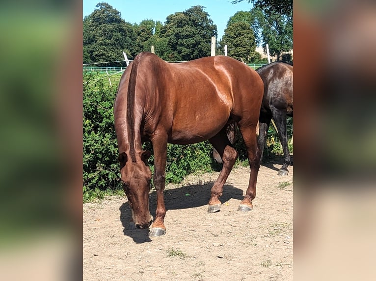 PRE Mix Mare 10 years 15,2 hh Chestnut in Haslingfield