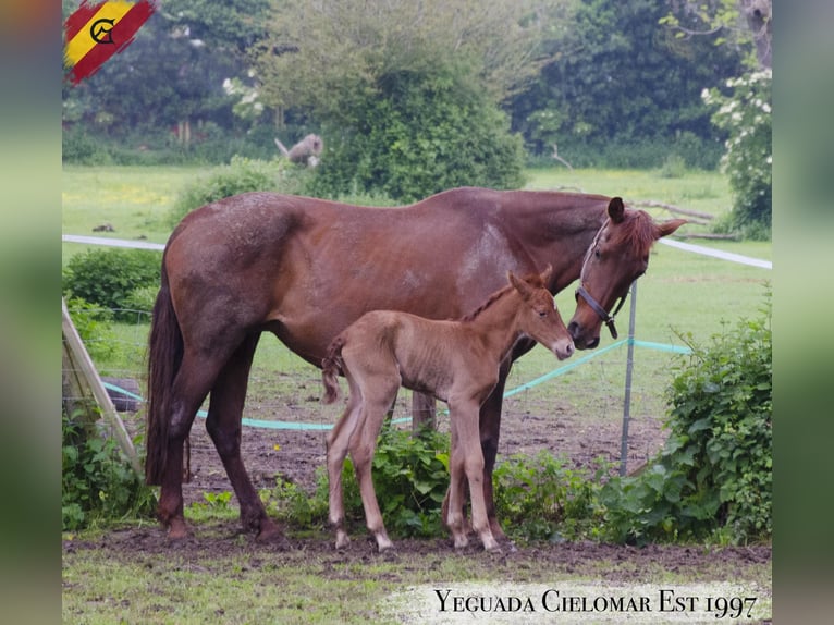 PRE Mix Mare 10 years 15,2 hh Chestnut in Haslingfield