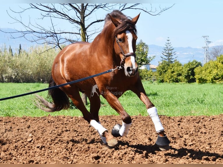 PRE Mare 10 years 15,2 hh Chestnut-Red in Provinz Malaga