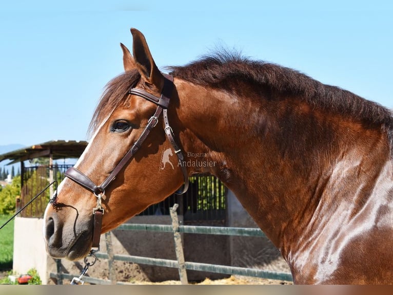 PRE Mare 10 years 15,2 hh Chestnut-Red in Provinz Malaga