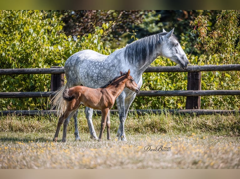 PRE Mare 10 years 15,2 hh Grey-Dapple in J&#xFC;lich
