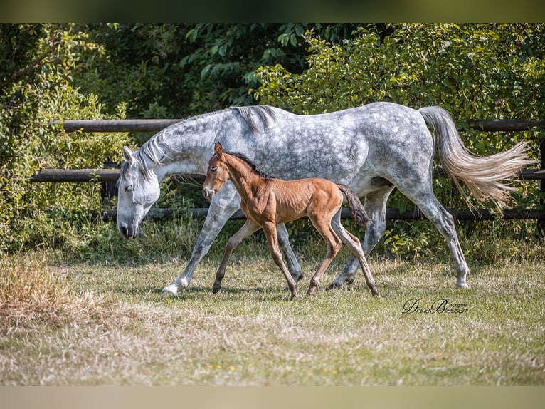 PRE Mare 10 years 15,2 hh Grey-Dapple in J&#xFC;lich